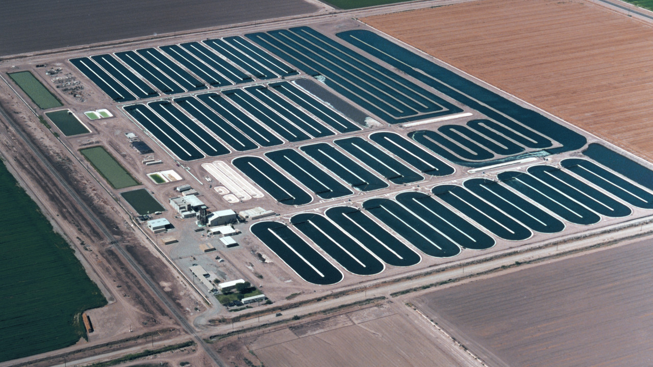 California Grown Spirulina Colors & Effects