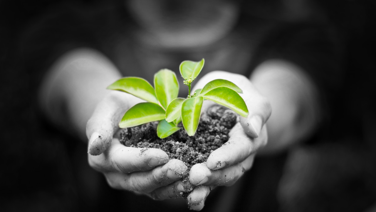 shutterstock Intro plant 211201774 v3